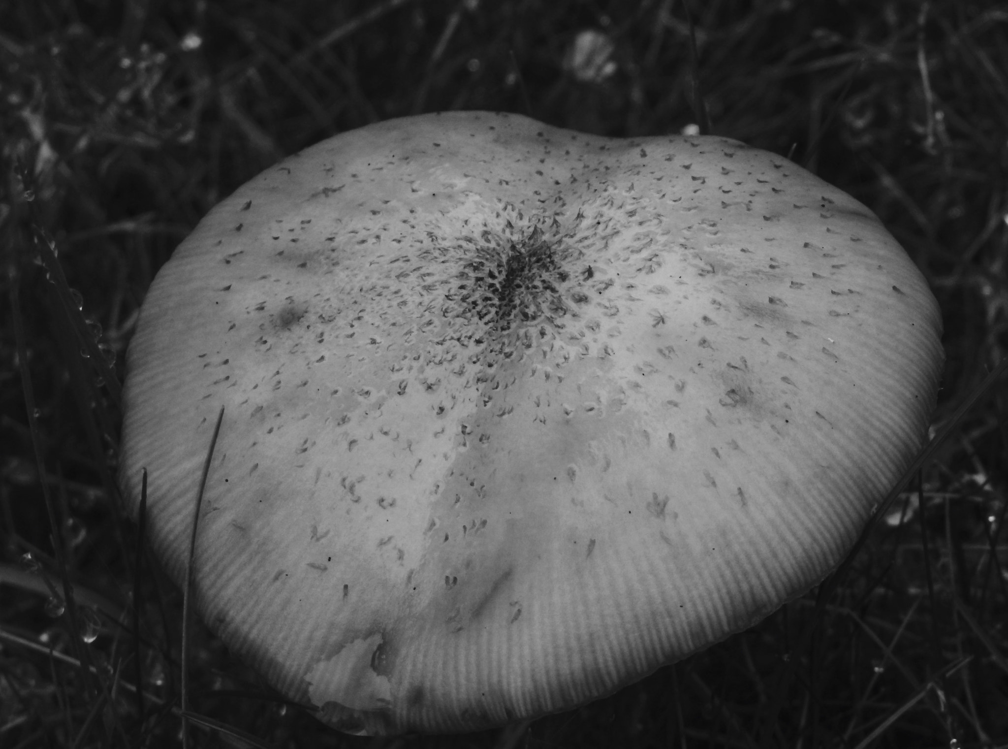 Olympus SZ-17 sample photo. Light mushroom photography