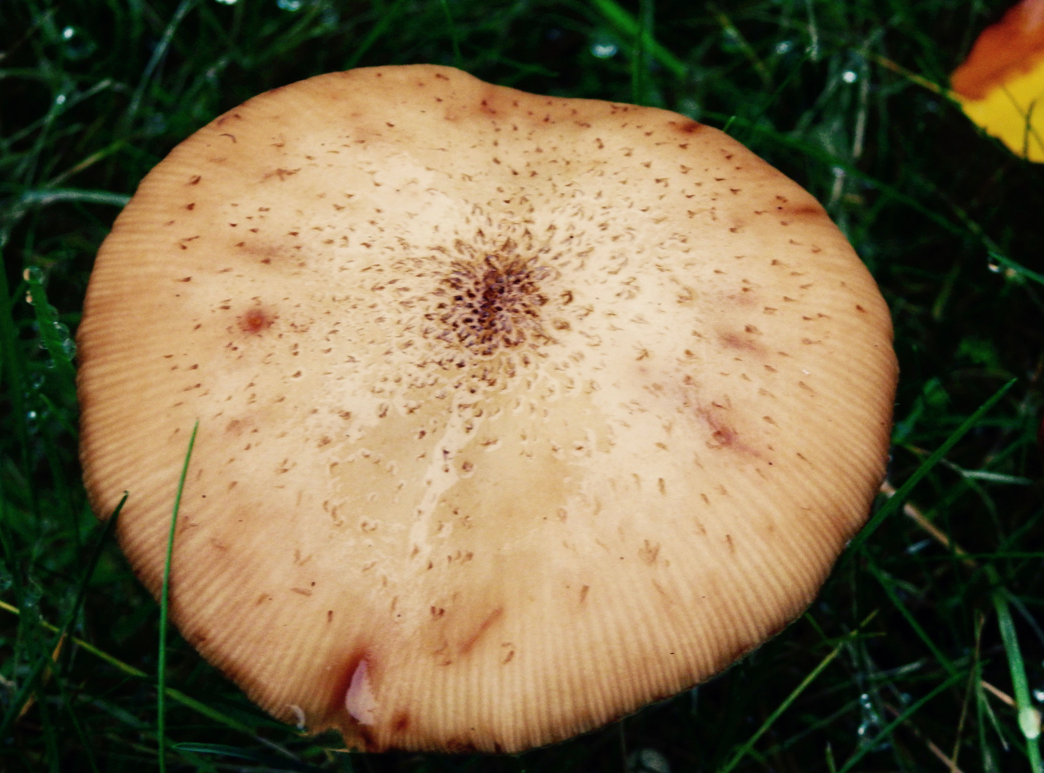 Olympus SZ-17 sample photo. Rainy mushroom photography