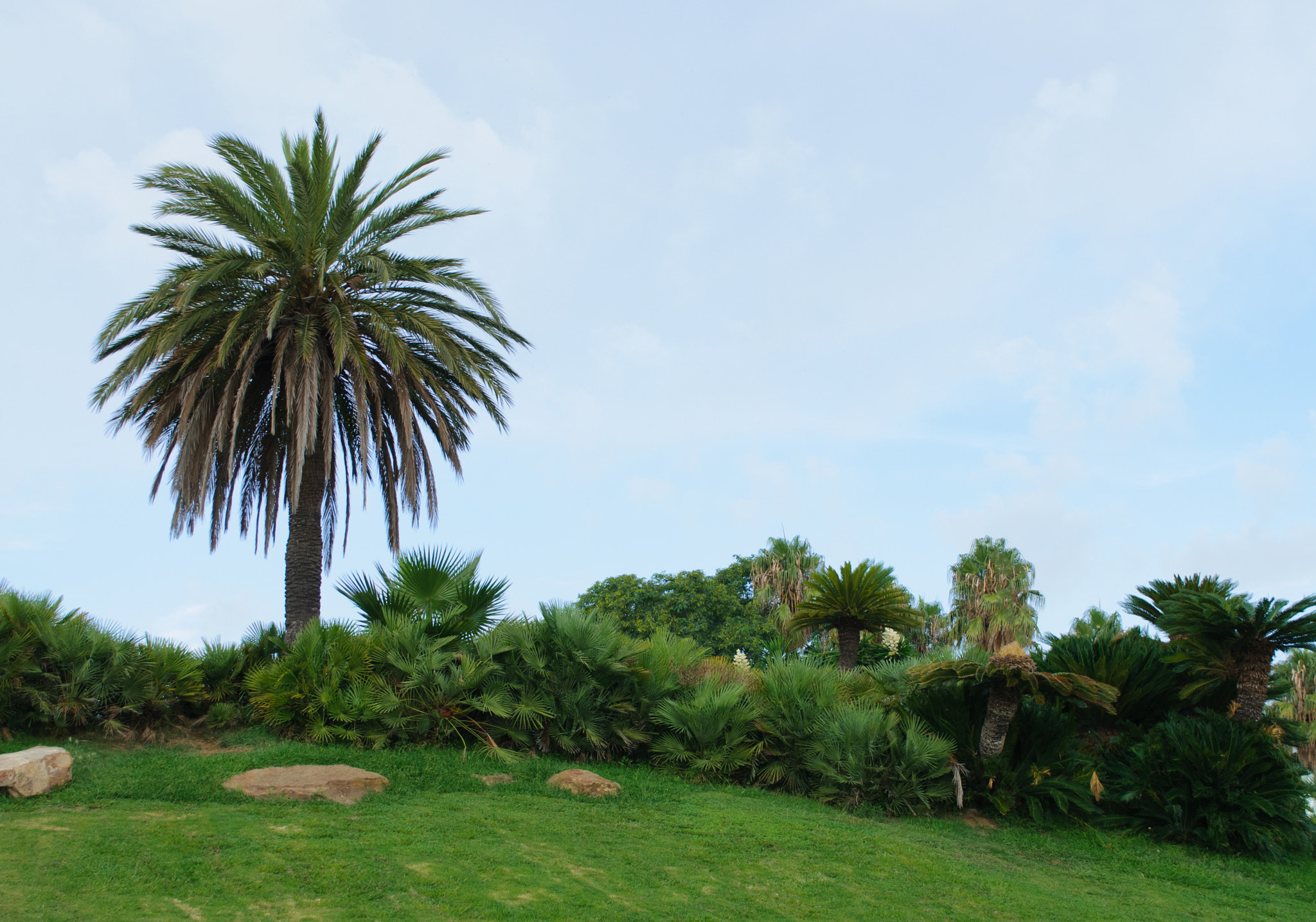 Nikon D300S sample photo. Palma - lonely tree on a beautiful lawn in the park photography
