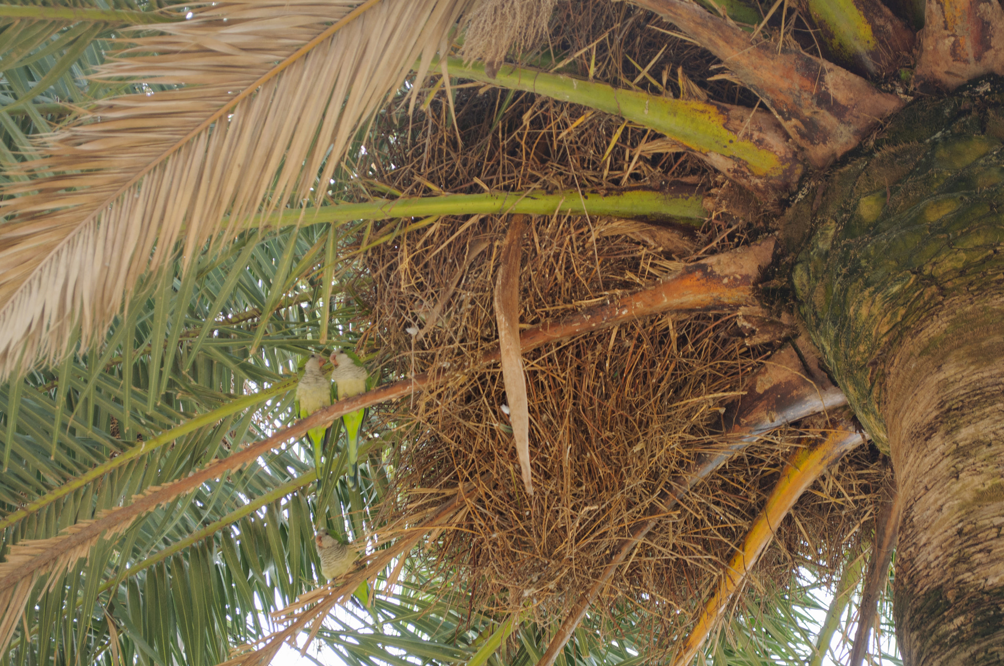 Nikon D300S sample photo. Three green parrot sitting on branches of palm trees, view from below photography