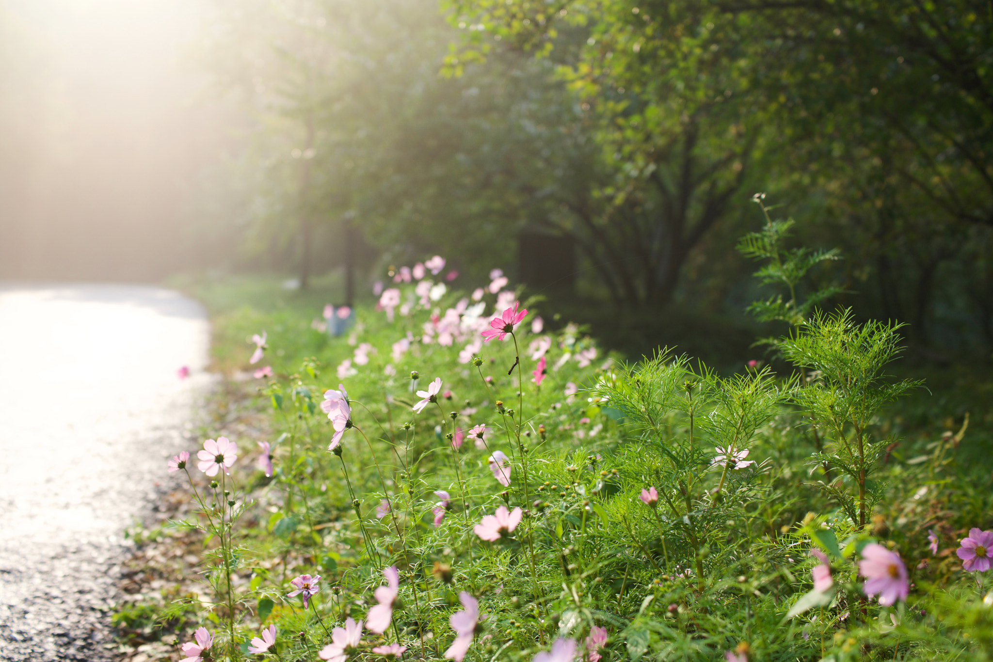 Sony 35mm F2.0 sample photo. 雨后的花 photography