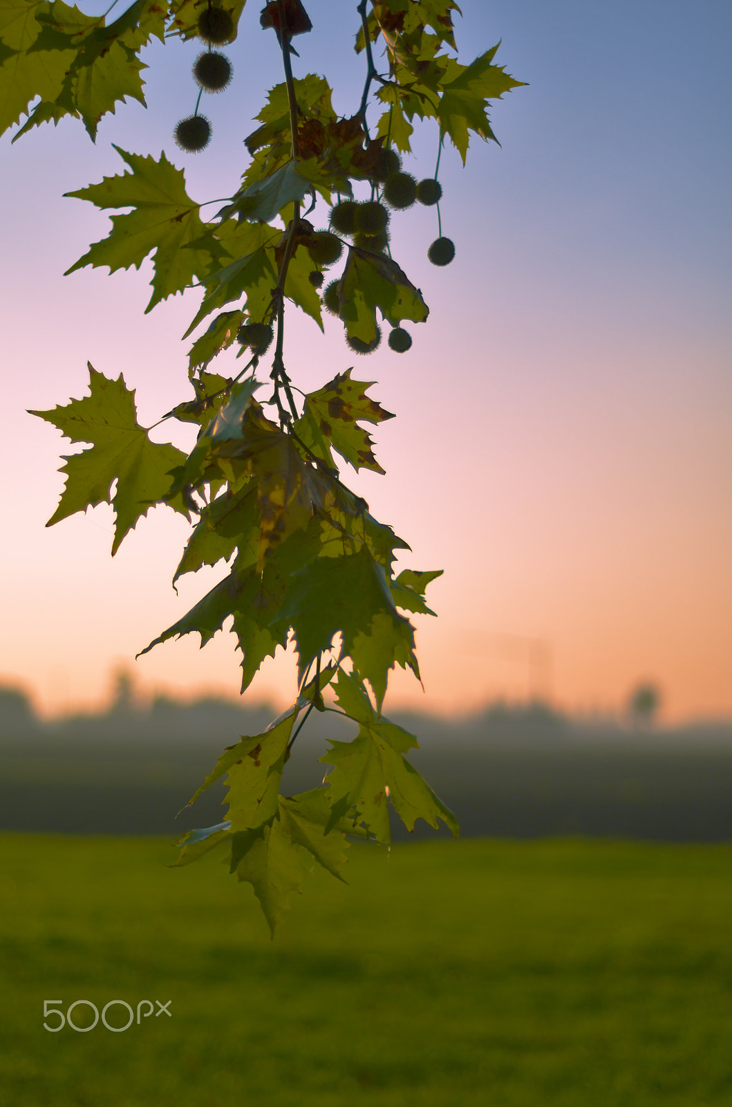 Pentax K-50 + A Series Lens sample photo. Autumn photography
