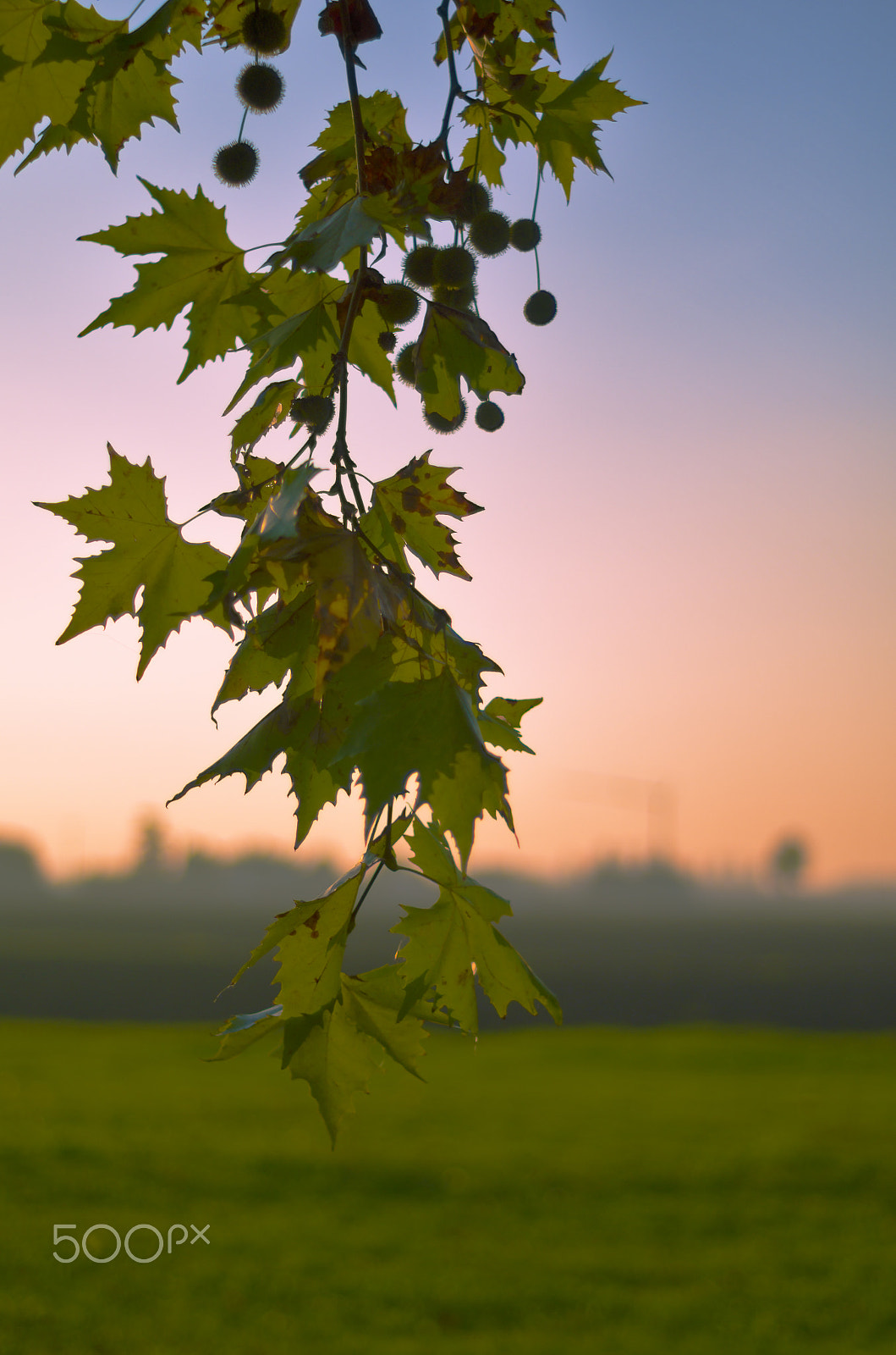 Pentax K-50 sample photo. Autumn photography