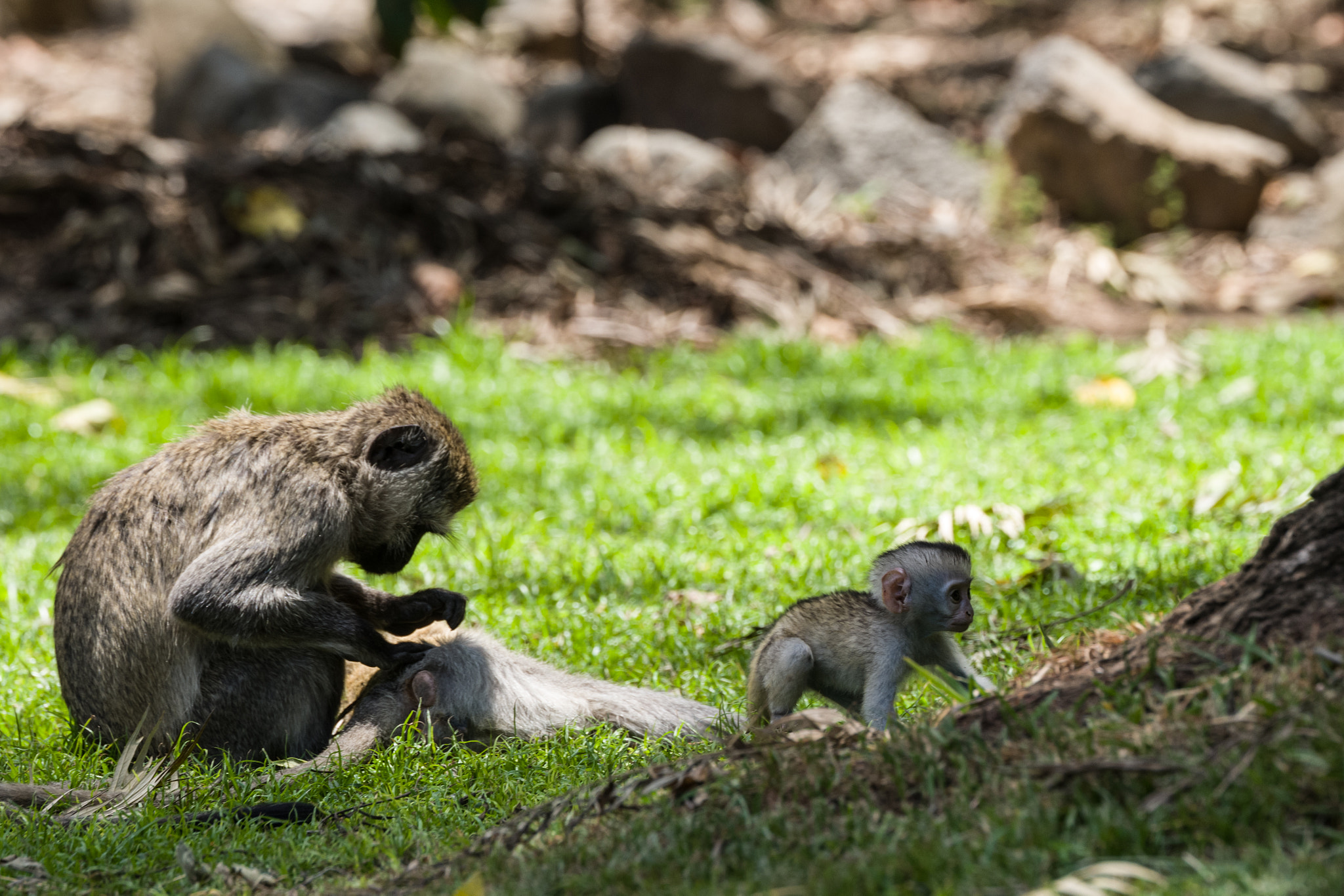Leica SL (Typ 601) sample photo. Monkey baby photography