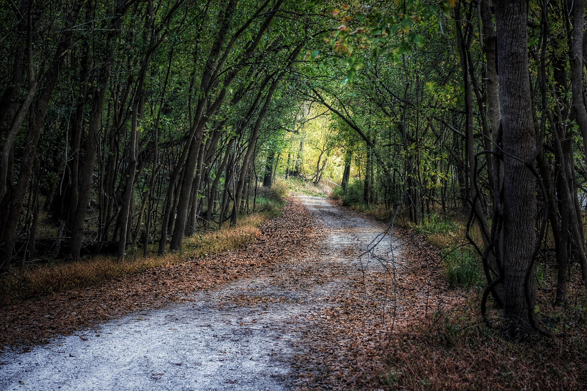 Canon EOS 1000D (EOS Digital Rebel XS / EOS Kiss F) sample photo. Fall on an old country road. photography