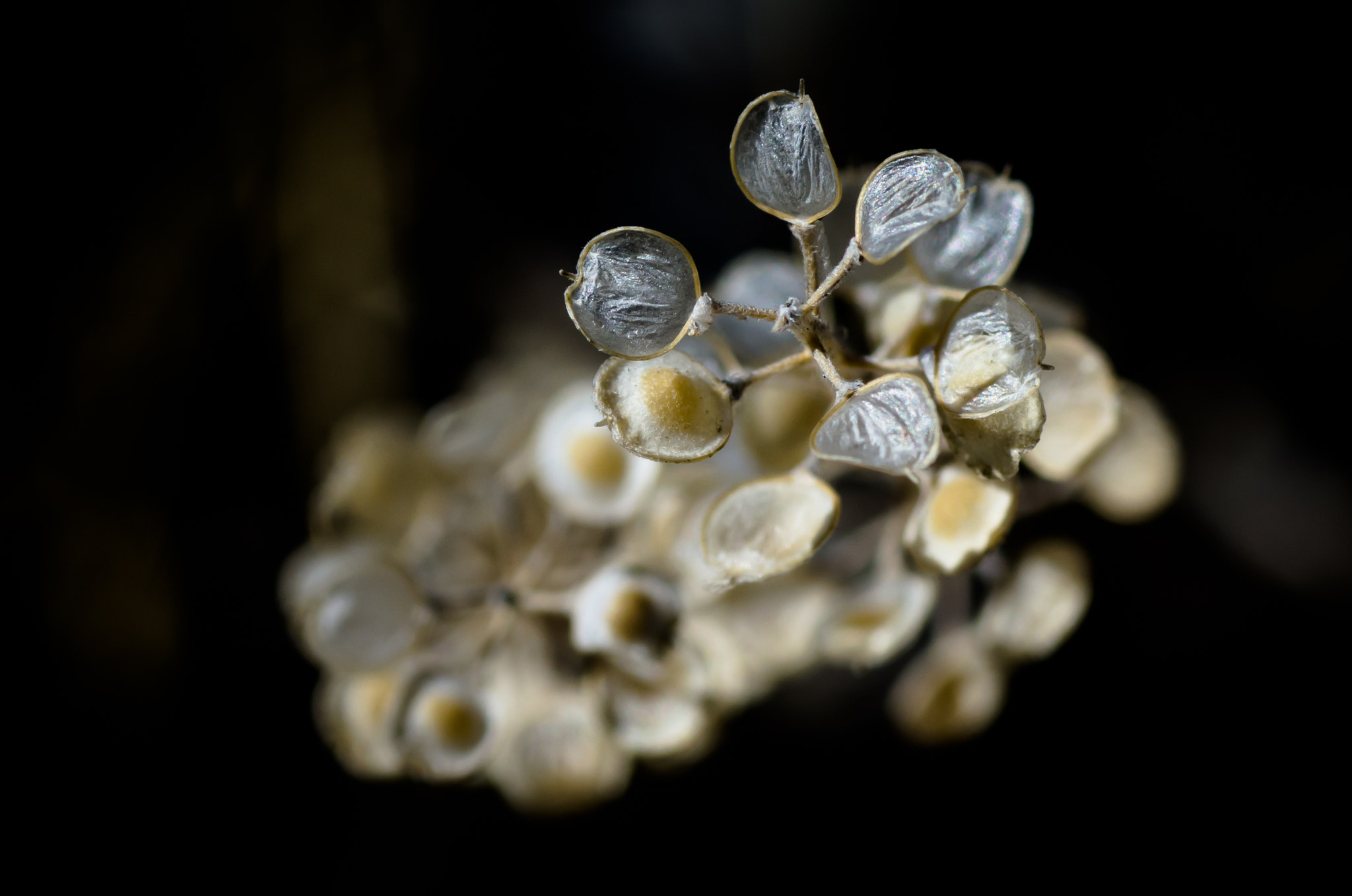 Pentax K-5 + Tamron SP AF 90mm F2.8 Di Macro sample photo. Lightness photography