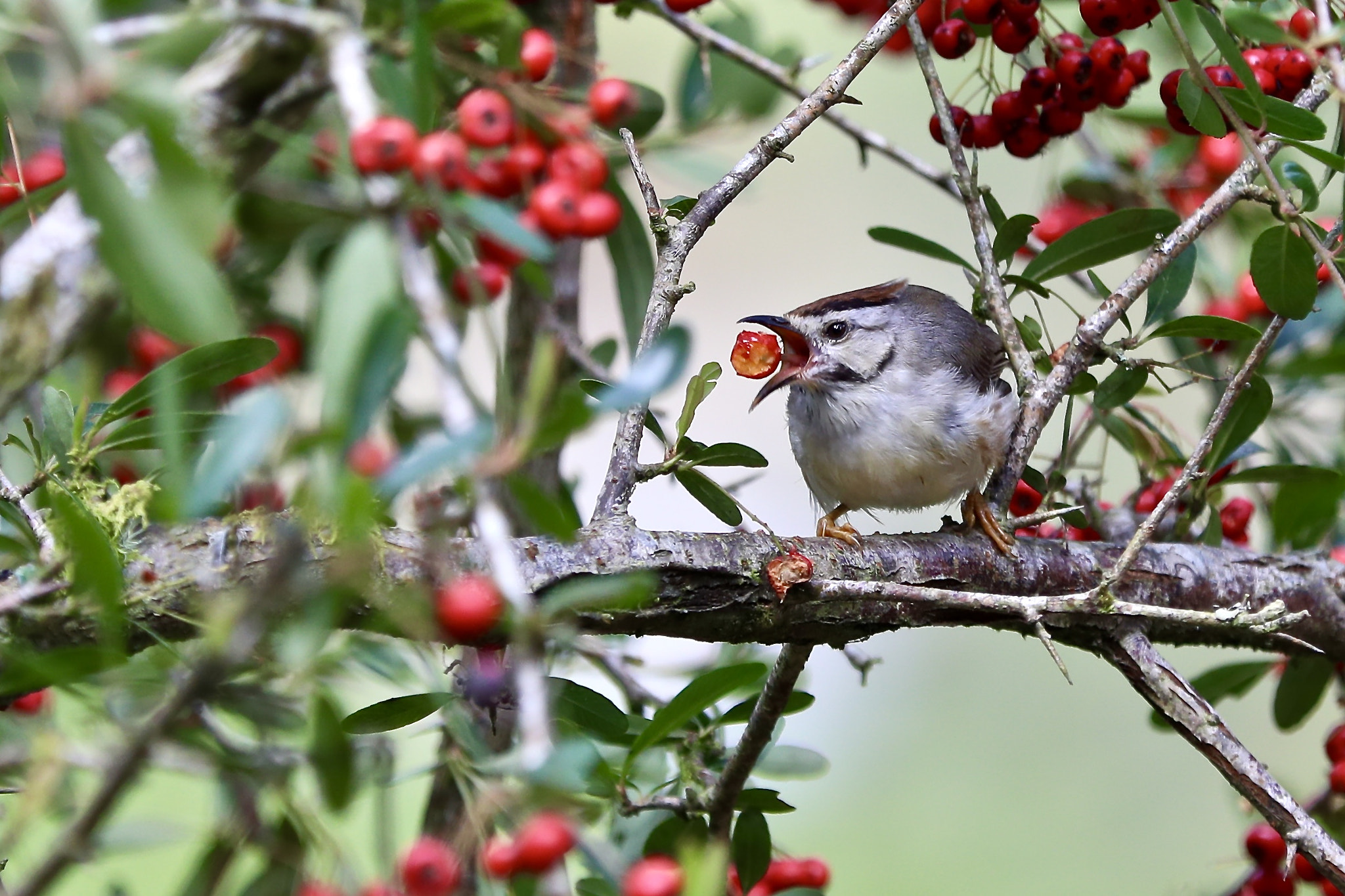 Canon EF 70-200mm F2.8L IS II USM sample photo. Bird (part2) photography