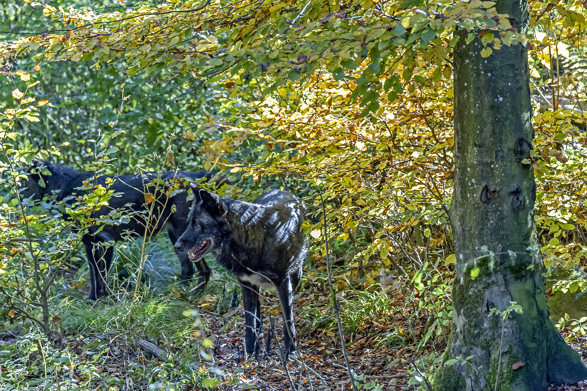 Nikon D3S sample photo. Wolf pack photography