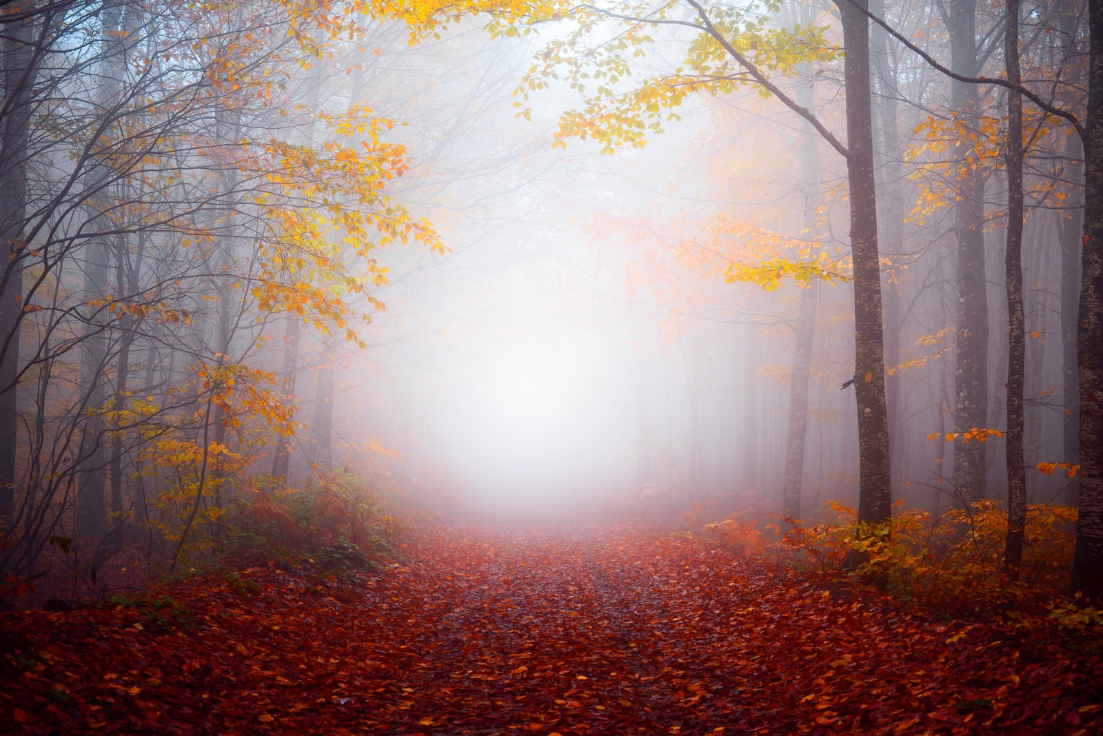 ZEISS Makro-Planar T* 50mm F2 sample photo. Autumn photography