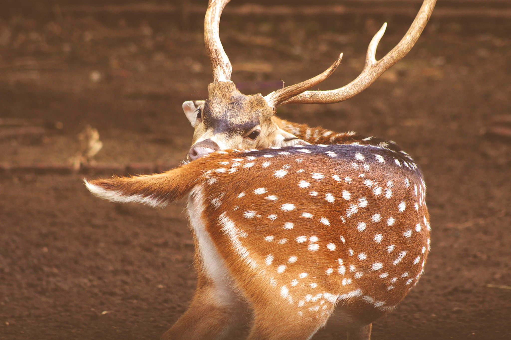 Canon EF 75-300mm f/4-5.6 USM sample photo. Shy and hide? hi, deer! photography