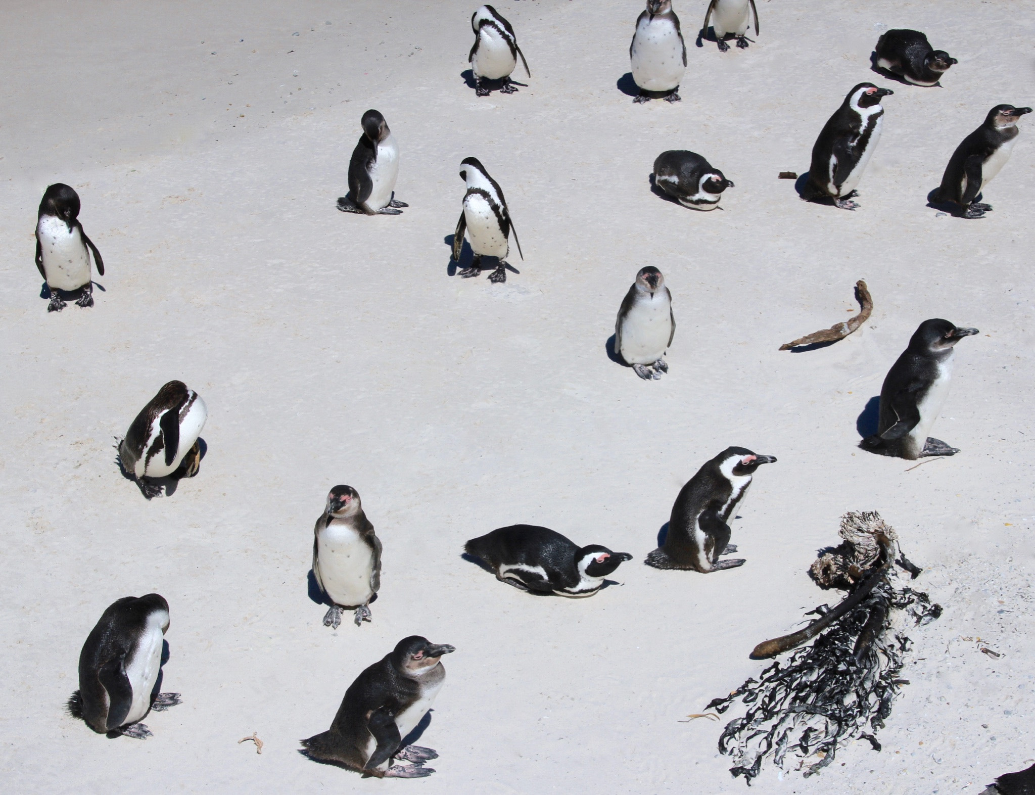 Canon EOS 550D (EOS Rebel T2i / EOS Kiss X4) + Sigma 18-125mm F3.8-5.6 DC OS HSM sample photo. African penguins, boulders beach, sa photography