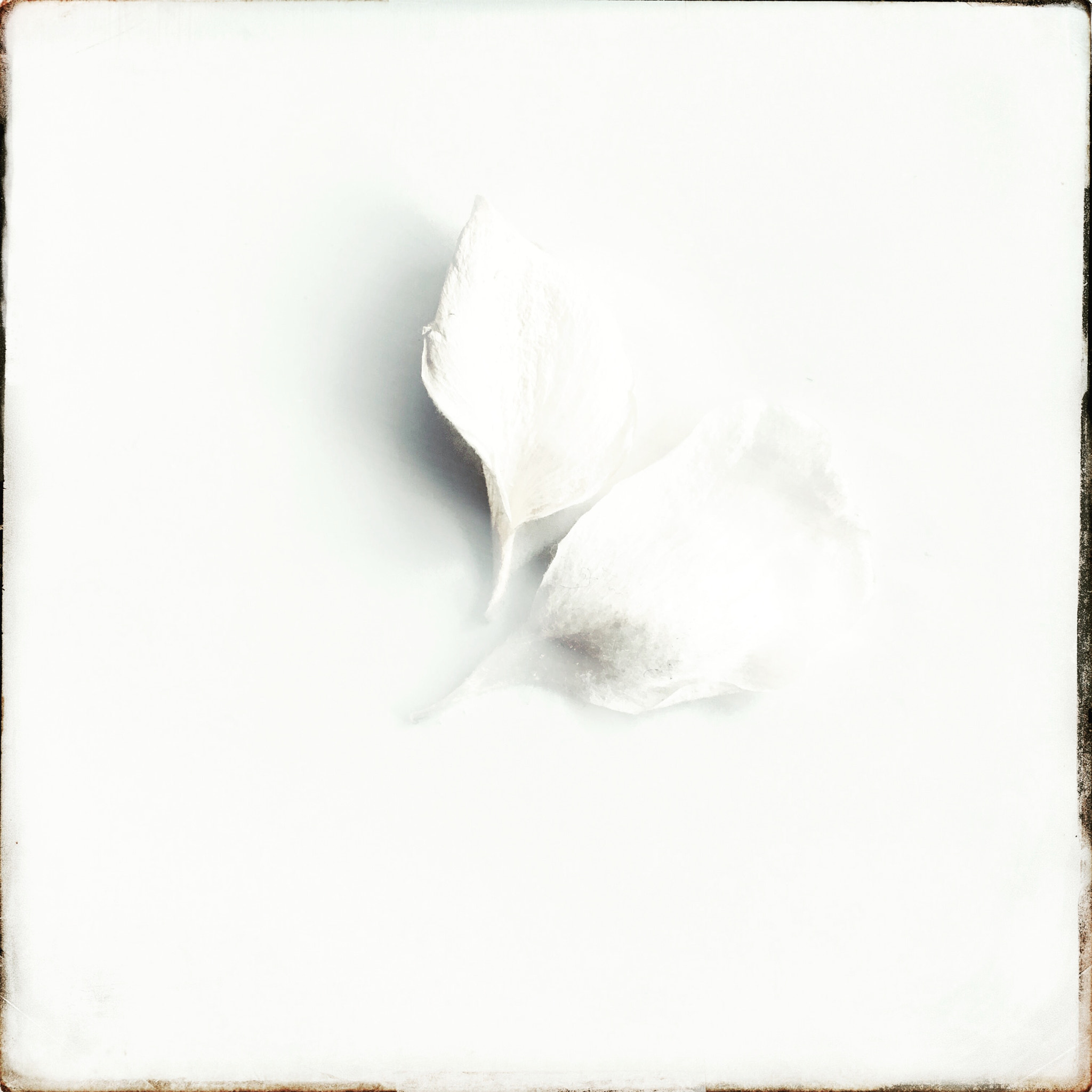 Hipstamatic 322 sample photo. Blossom in white photography