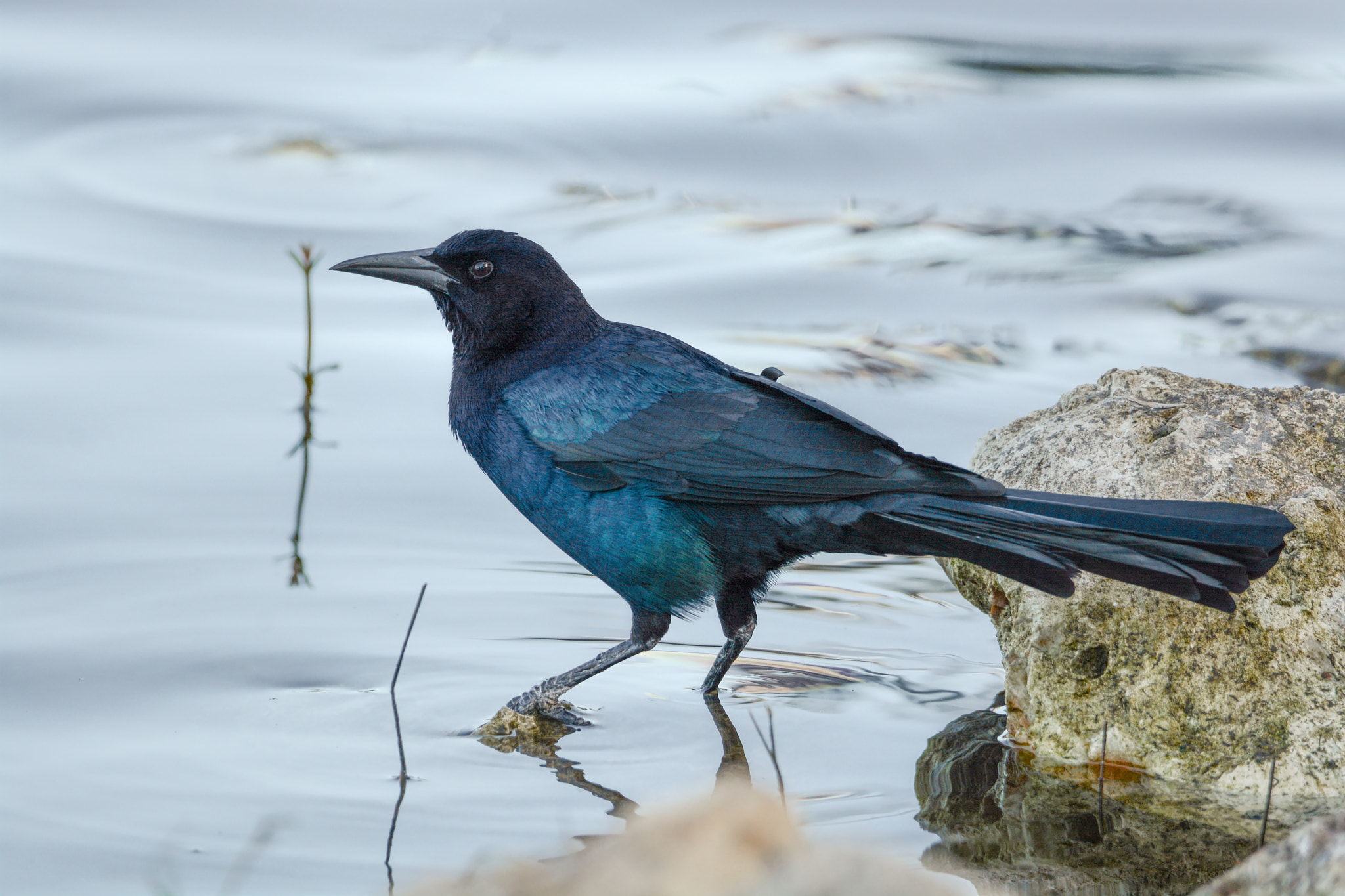 Nikon D7100 + Sigma 50mm F2.8 EX DG Macro sample photo. Bird photography