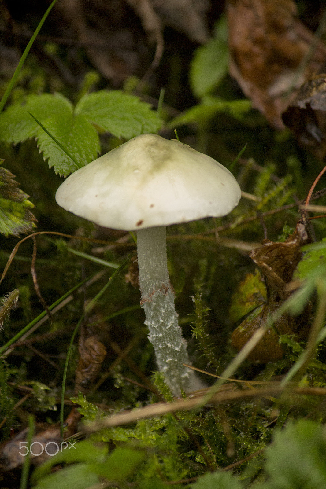 Canon EF-S 55-250mm F4-5.6 IS sample photo. White toadstool photography