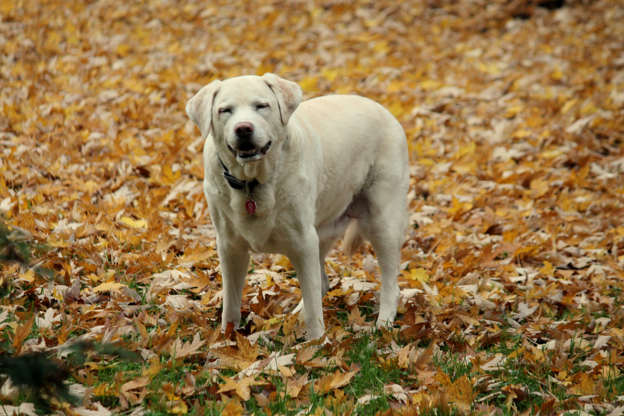 Canon EF-S 55-250mm F4-5.6 IS sample photo. Funky from the land of laughs photography
