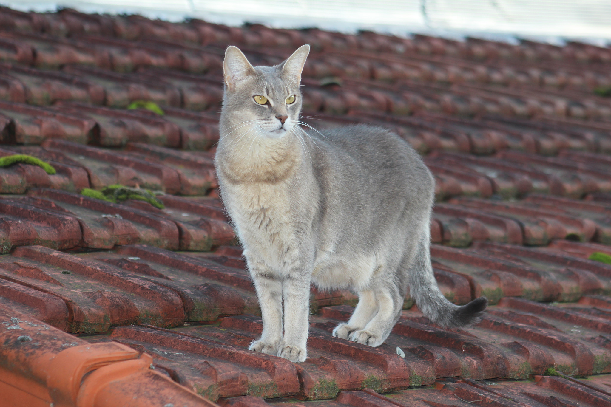 Canon EF 75-300mm f/4-5.6 USM sample photo. Img photography