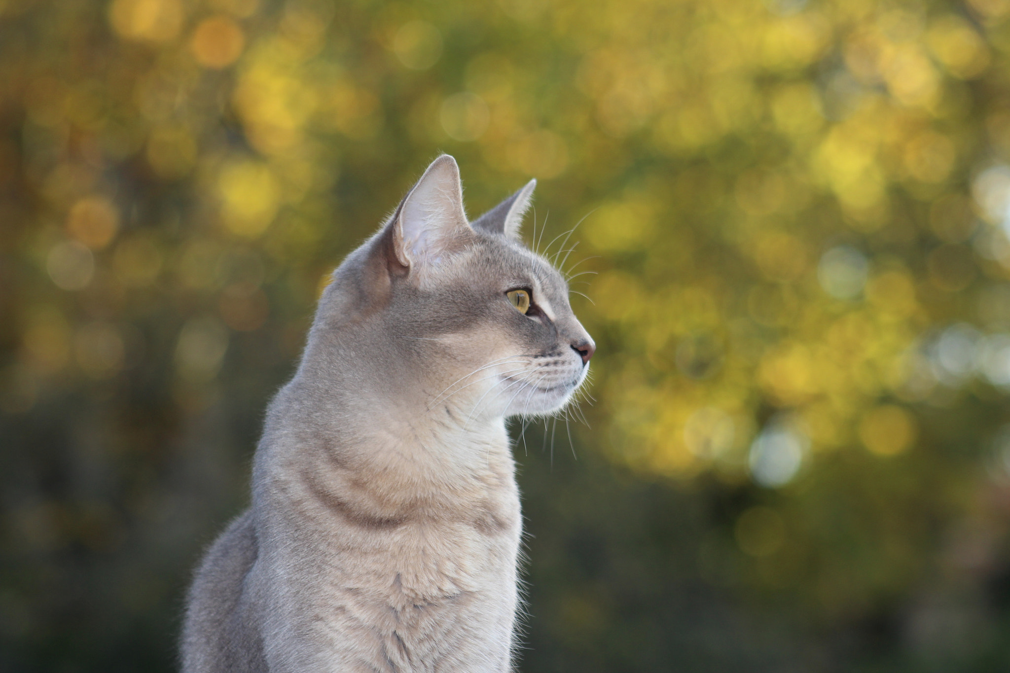 Canon EF 75-300mm f/4-5.6 USM sample photo. Img photography