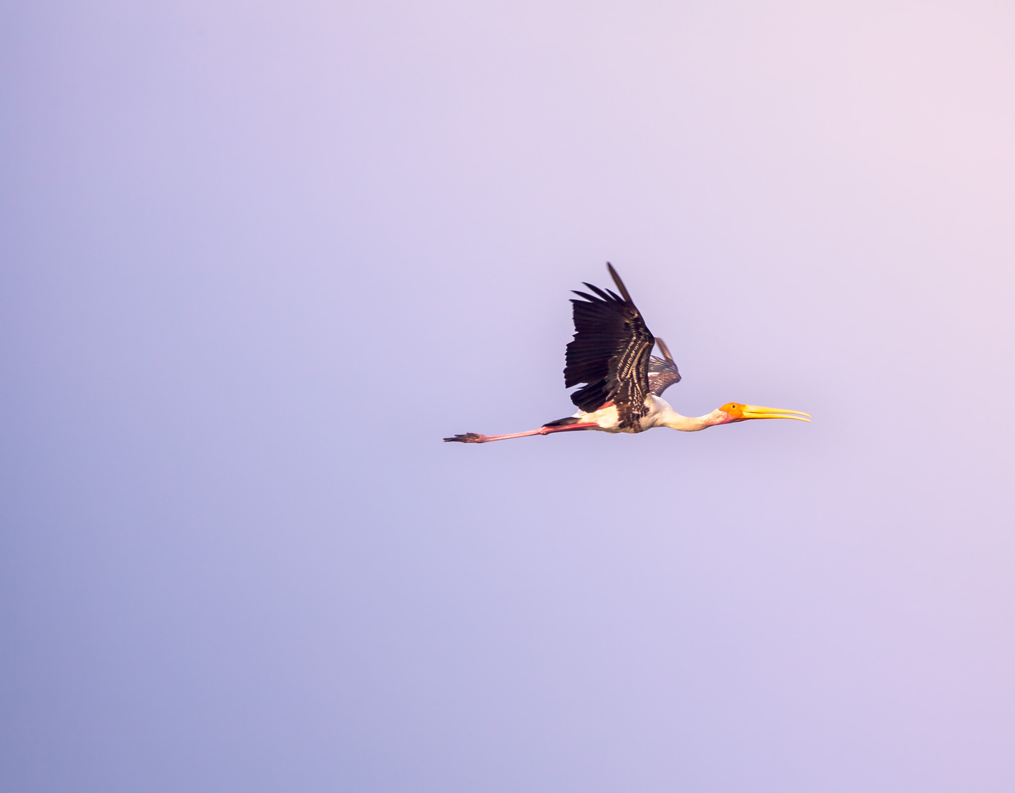 150-600mm F5-6.3 DG OS HSM | Contemporary 015 sample photo. Painted stork photography