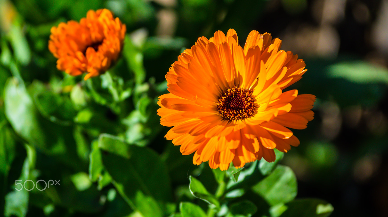 Sony 75-300mm F4.5-5.6 sample photo. Dsc photography