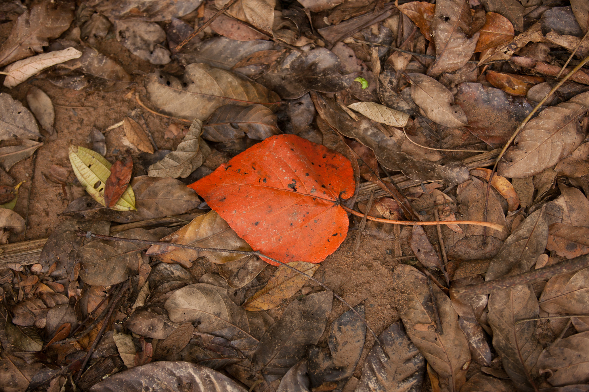 Canon EOS-1Ds Mark III sample photo. Orange photography