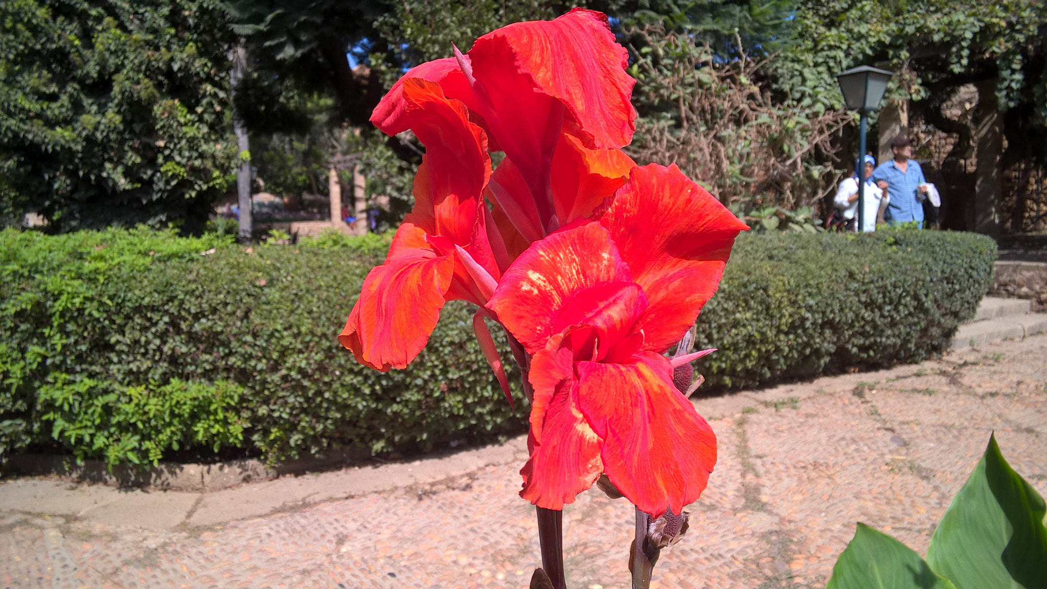 Nokia Lumia 830 sample photo. Red flower photography
