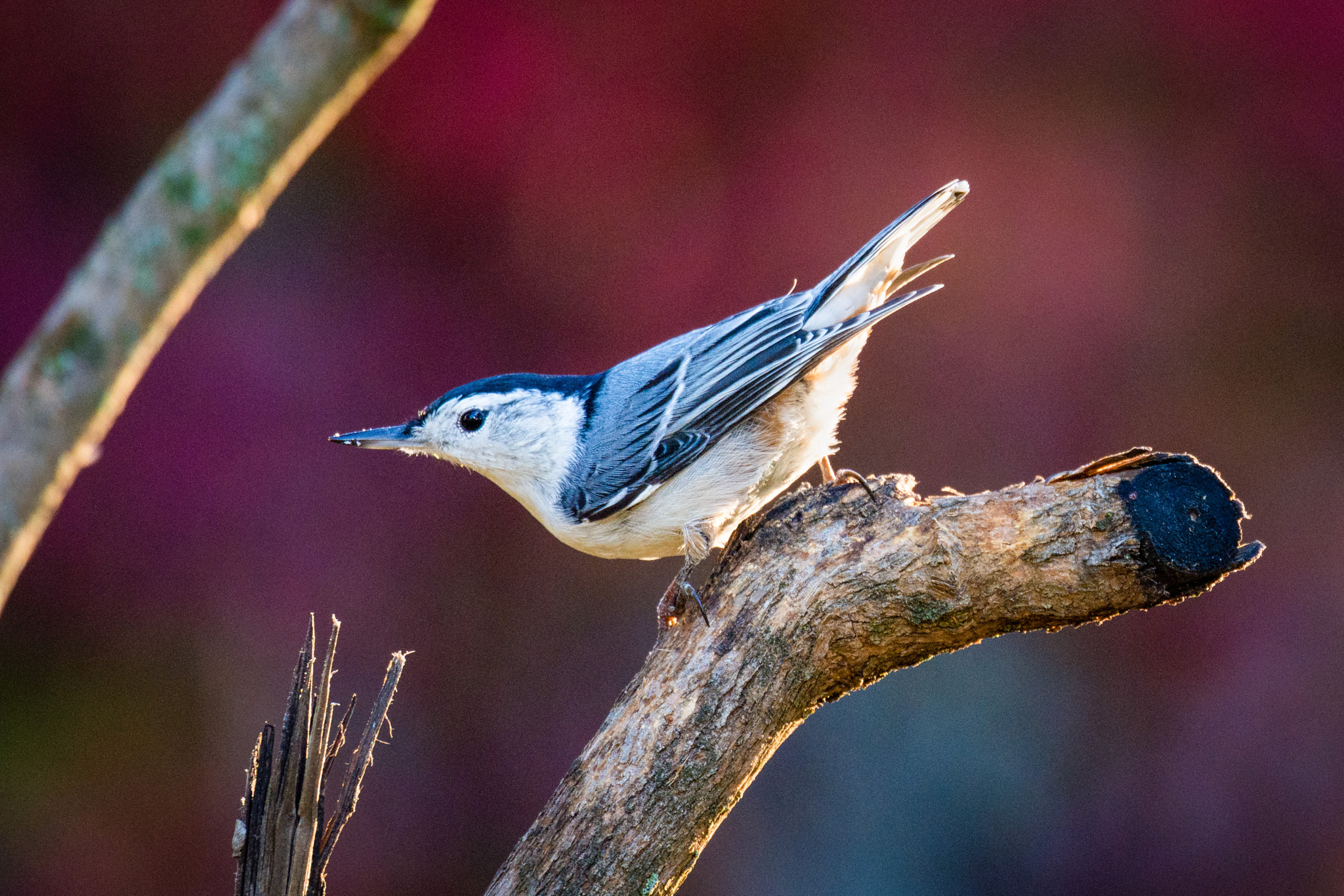 Nikon Nikkor AF-S 300mm F4E PF ED VR sample photo. Nuthatch photography