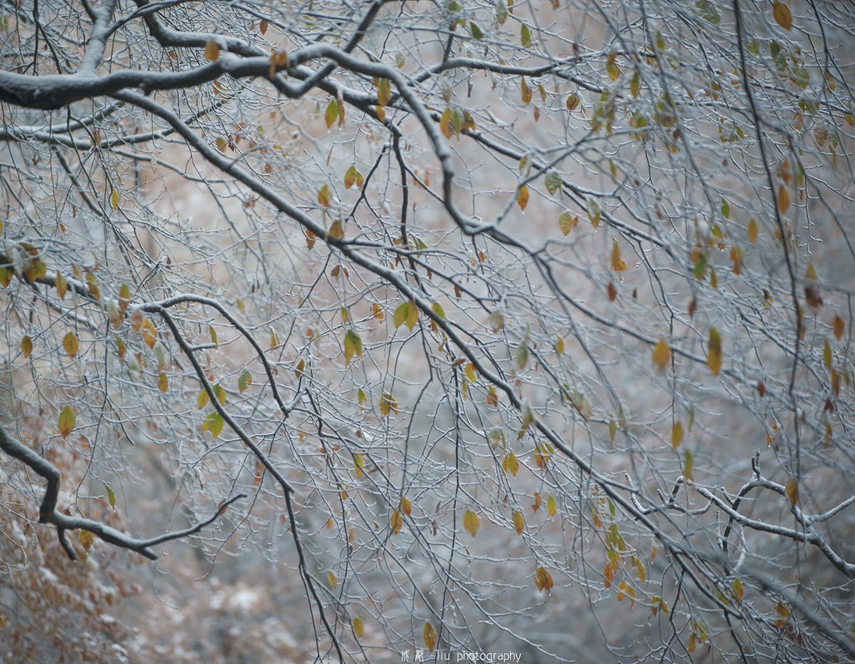 AF-S Zoom-Nikkor 80-200mm f/2.8D IF-ED sample photo