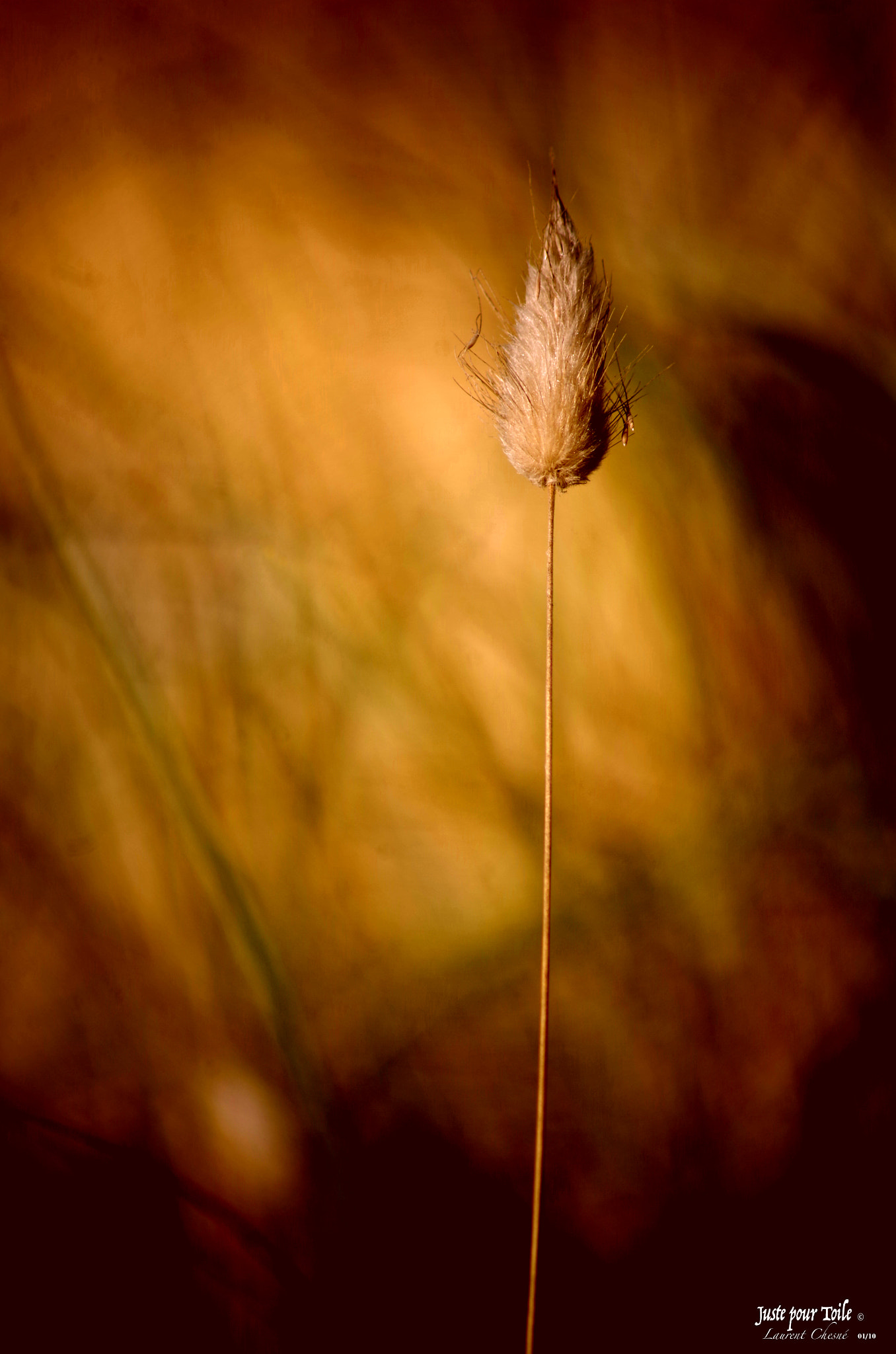 Tamron AF 70-300mm F4-5.6 Di LD Macro sample photo. Fleur de dune photography