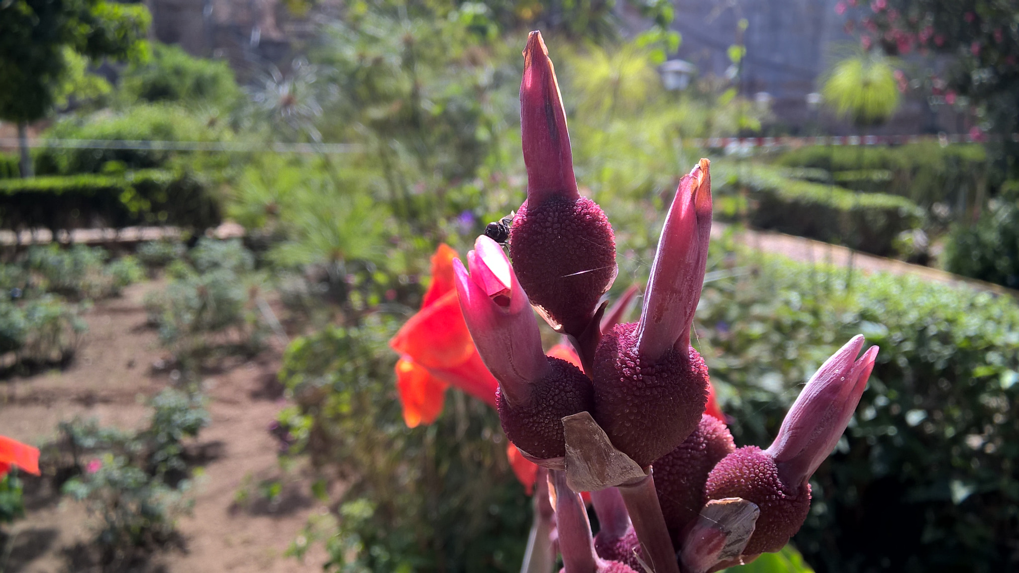 Nokia Lumia 830 sample photo. Strange flower photography