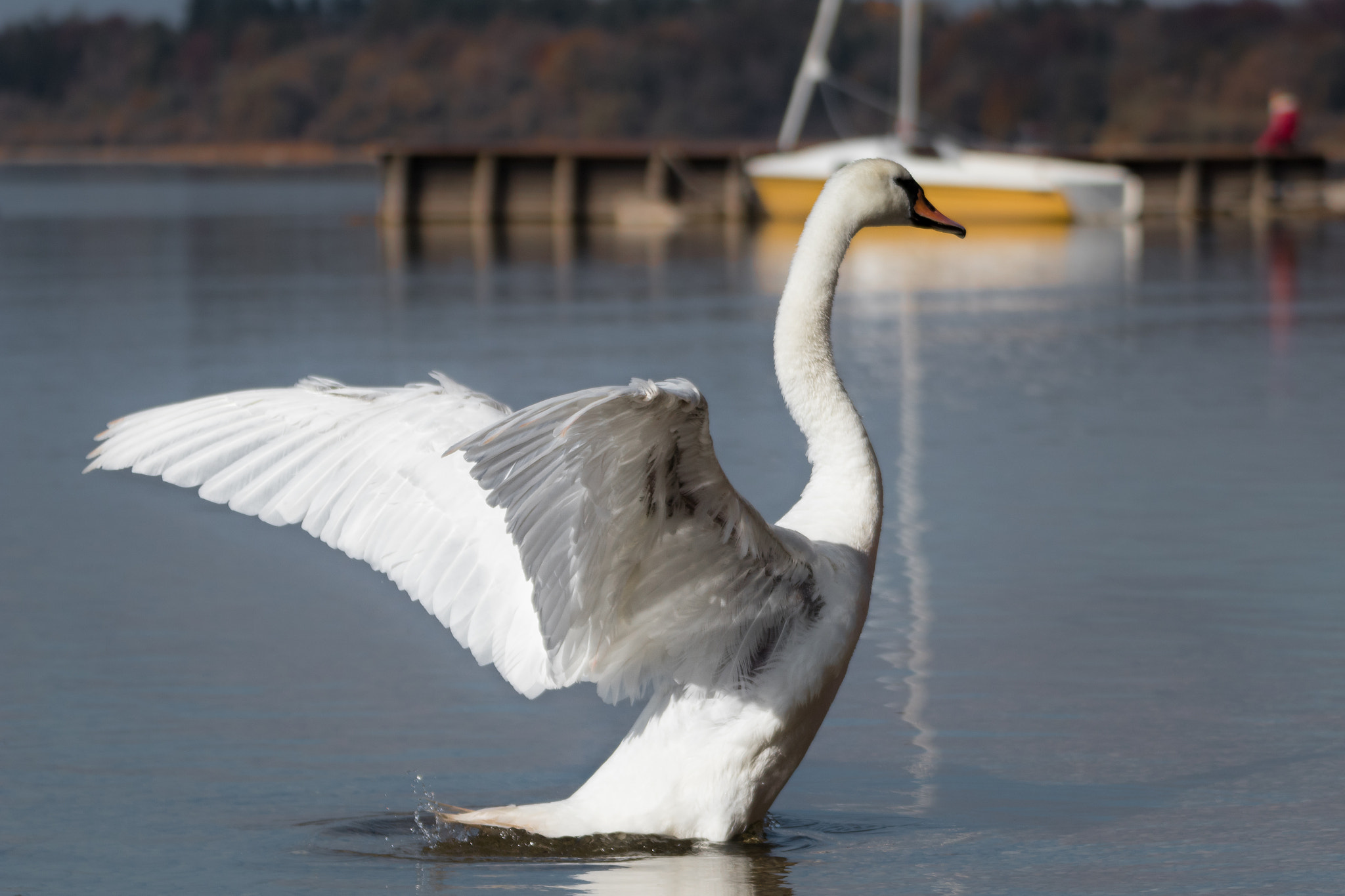 Tamron SP 35mm F1.8 Di VC USD sample photo. Swan photography
