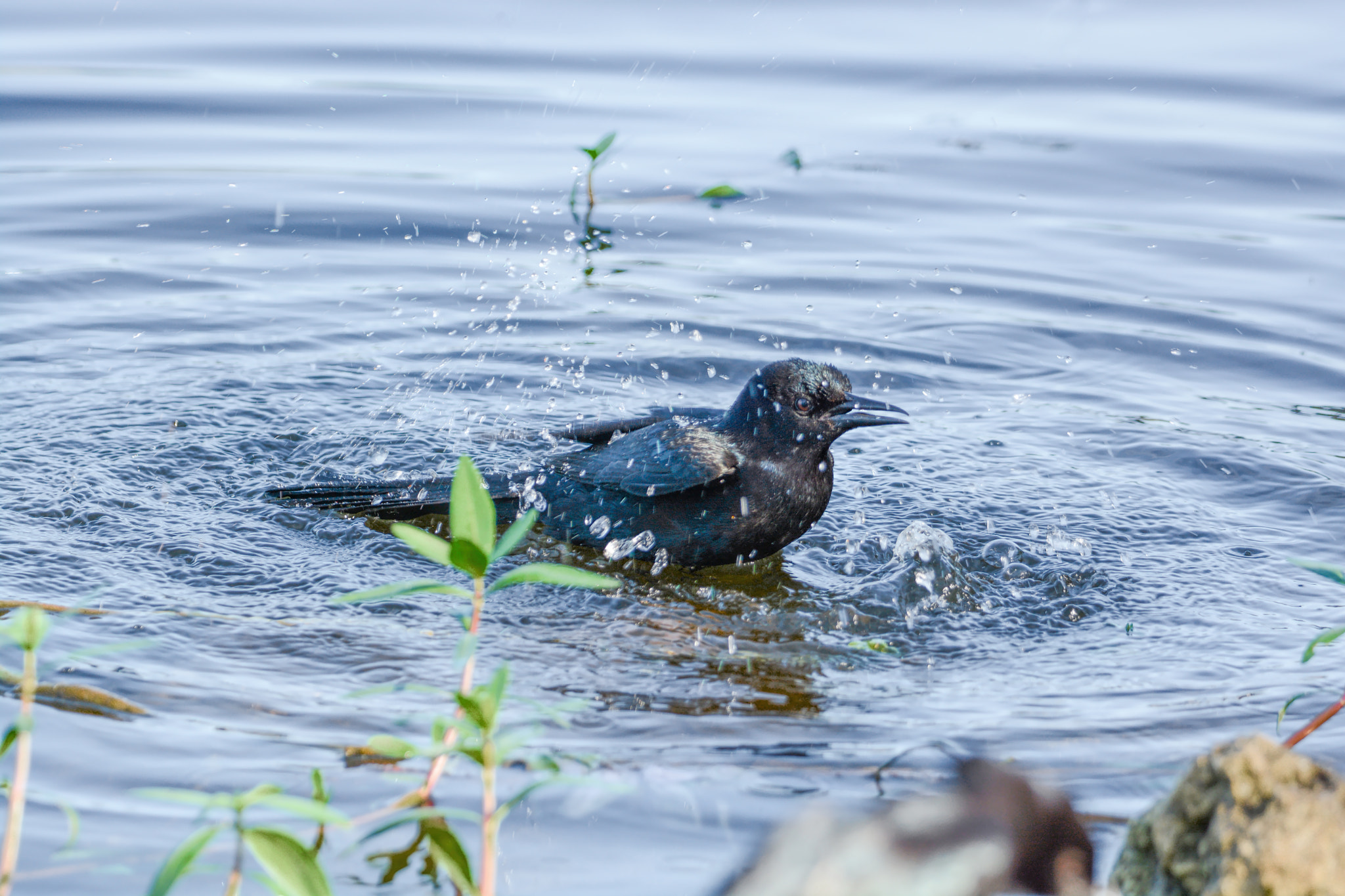 Nikon D7100 + Sigma 50mm F2.8 EX DG Macro sample photo. Bird photography