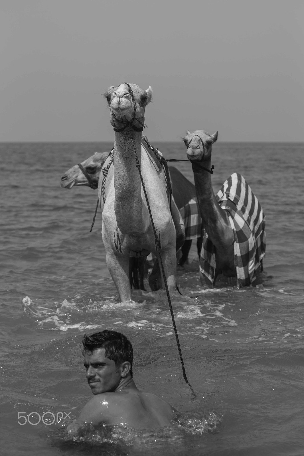Canon EF 70-200mm F2.8L IS USM sample photo. Camels going for a swim photography