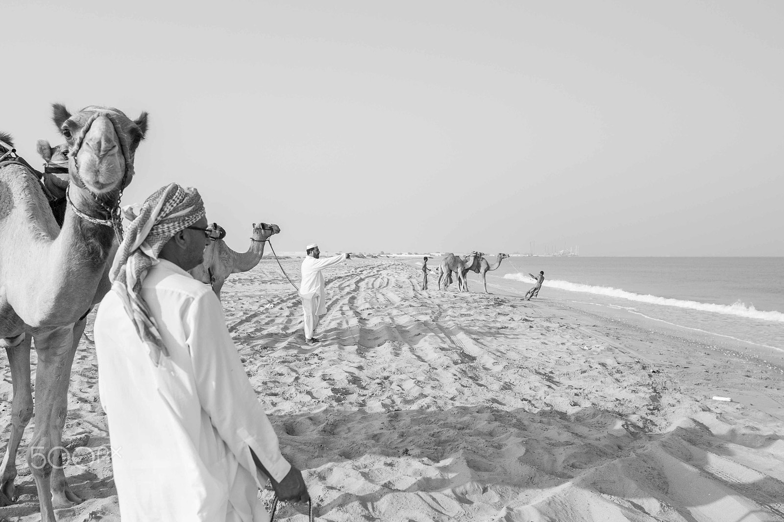 Canon EF 24mm F1.4L II USM sample photo. Camels going for a swim photography
