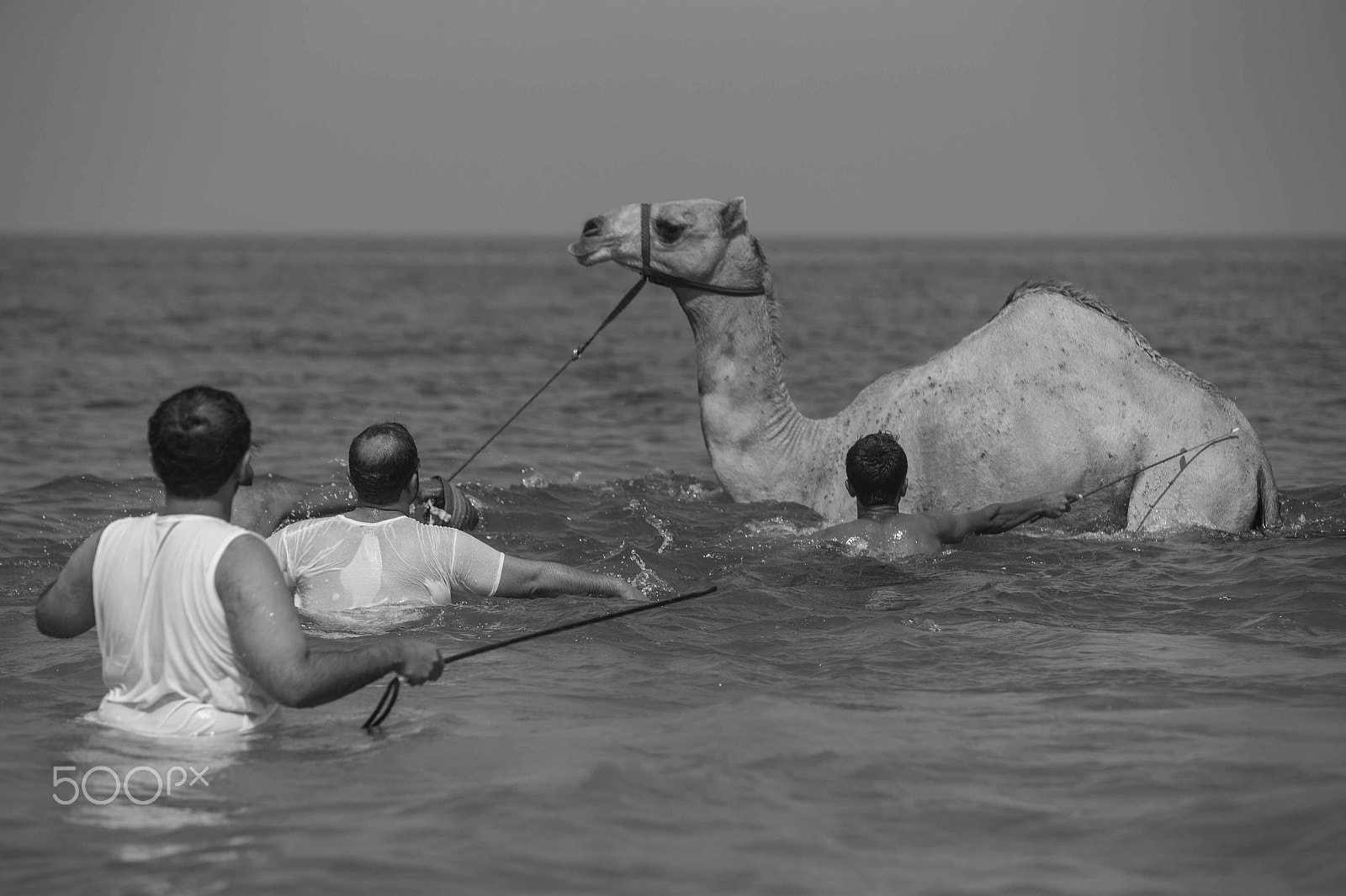Canon EF 70-200mm F2.8L IS USM sample photo. Camels going for a swim photography