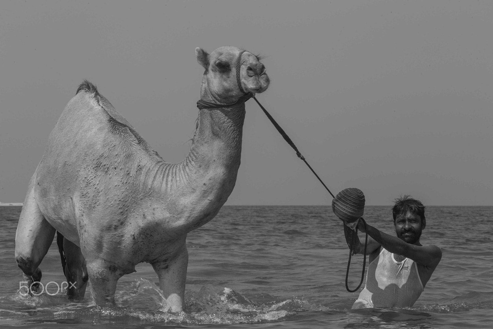 Canon EF 70-200mm F2.8L IS USM sample photo. Camels going for a swim photography