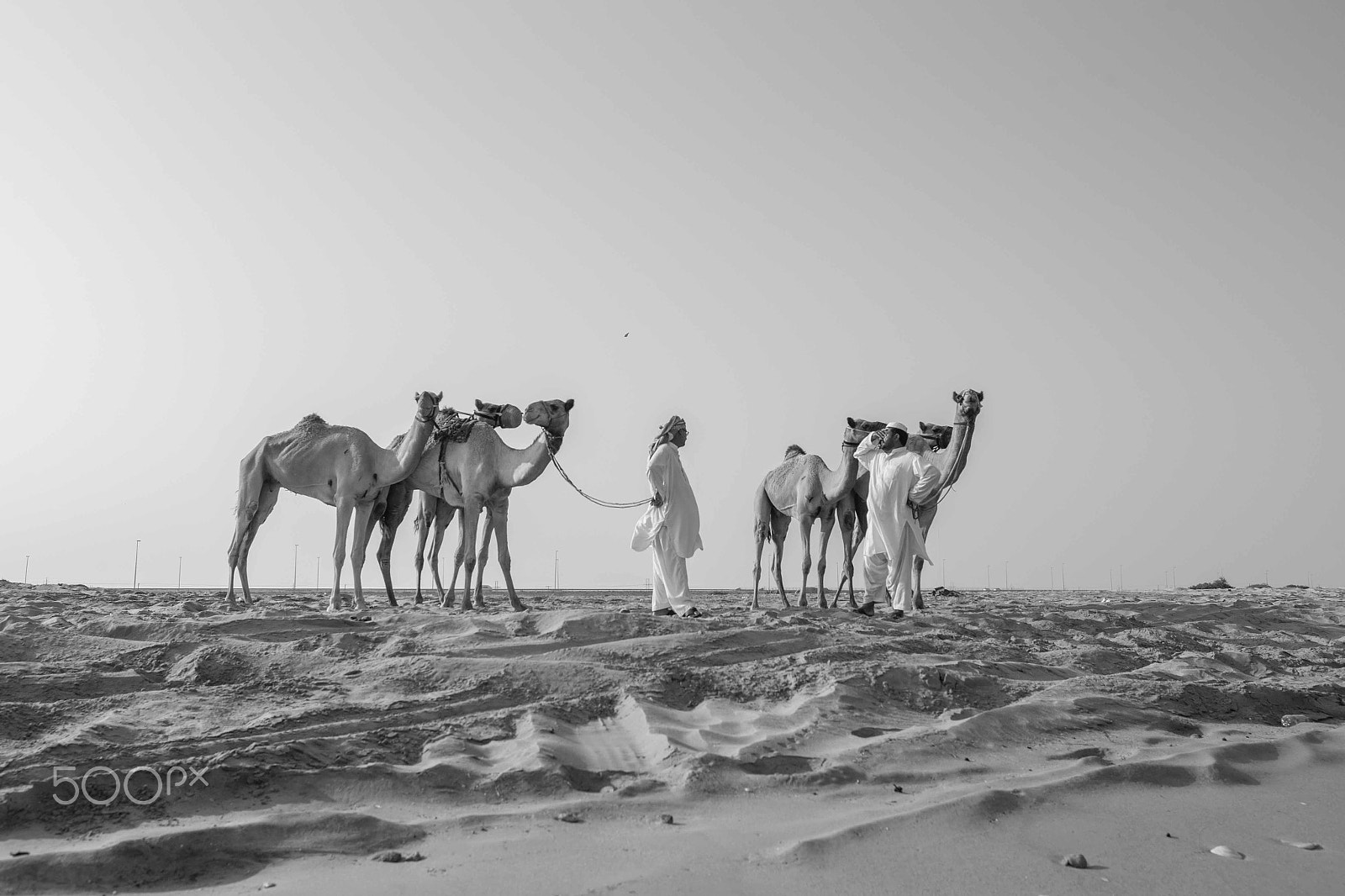 Canon EOS-1D Mark IV + Canon EF 24mm F1.4L II USM sample photo. Camels going for a swim photography