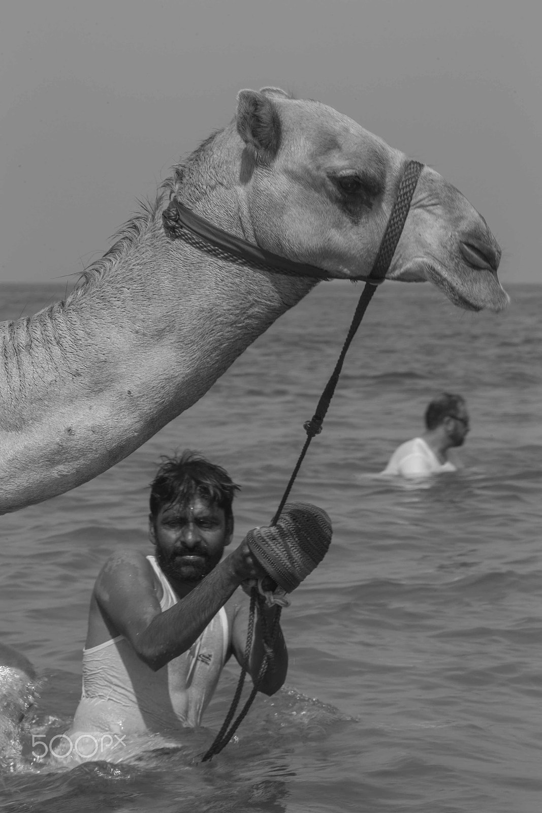 Canon EF 70-200mm F2.8L IS USM sample photo. Camels going for a swim photography