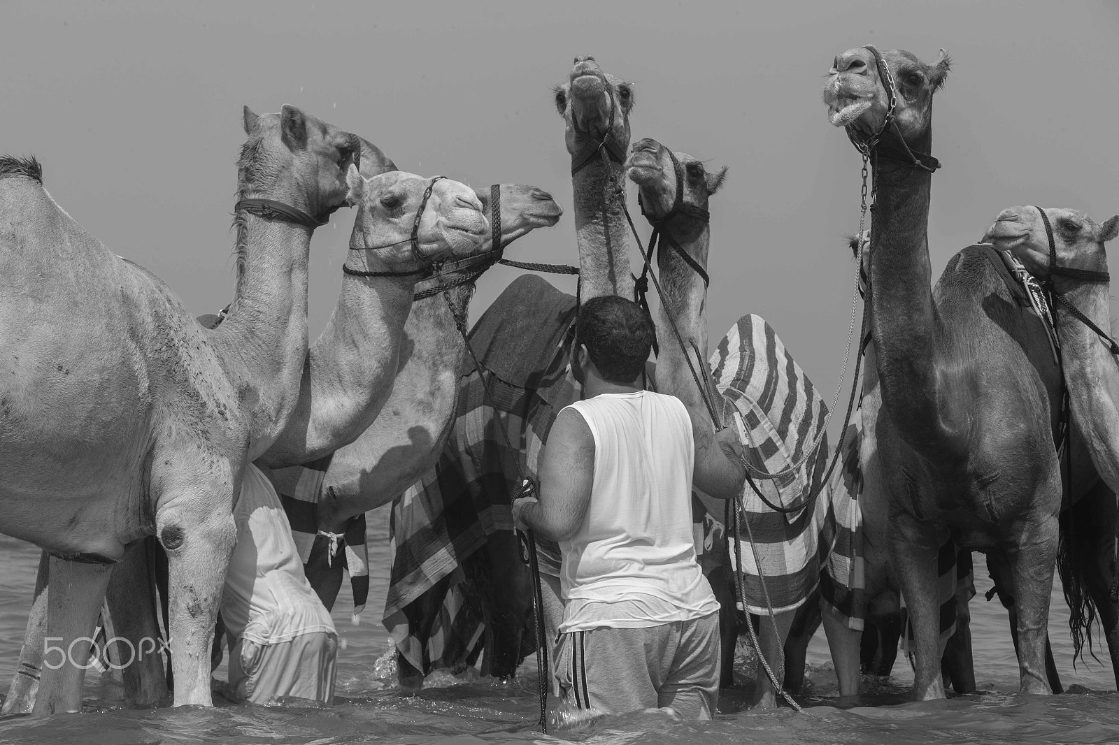 Canon EF 70-200mm F2.8L IS USM sample photo. Camels going for a swim photography