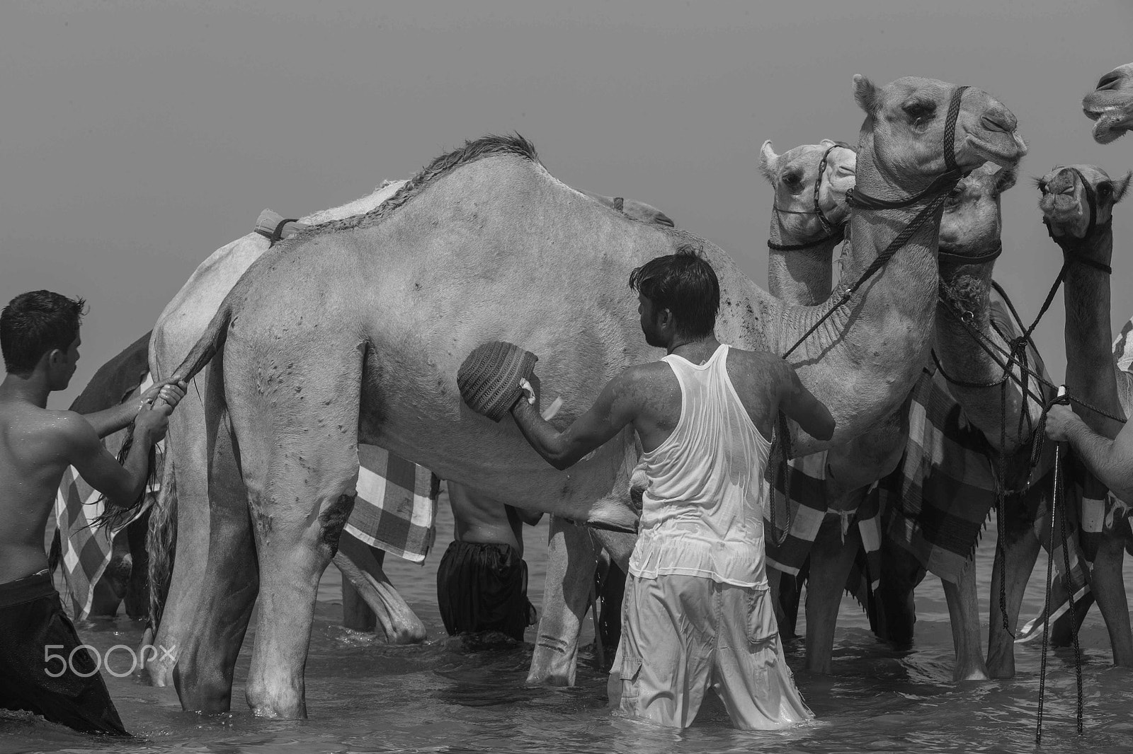 Canon EF 70-200mm F2.8L IS USM sample photo. Camels going for a swim photography