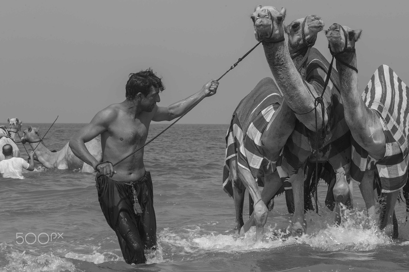 Canon EF 70-200mm F2.8L IS USM sample photo. Camels going for a swim photography