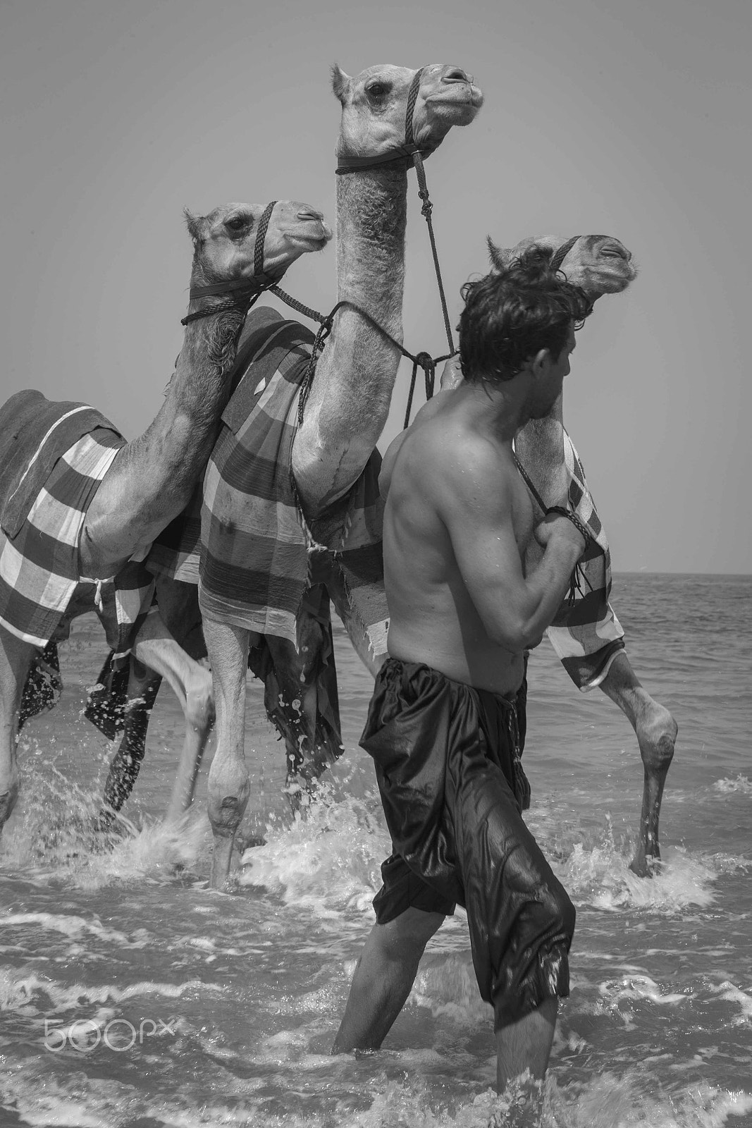 Canon EF 70-200mm F2.8L IS USM sample photo. Camels going for a swim photography