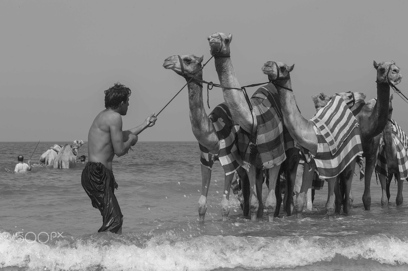 Canon EF 70-200mm F2.8L IS USM sample photo. Camels going for a swim photography