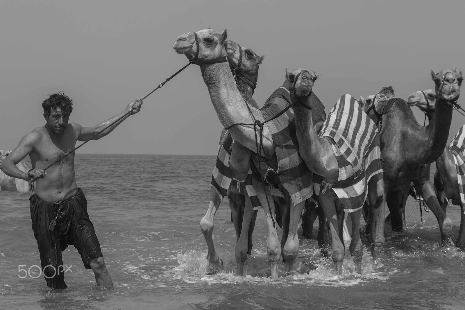 Canon EF 70-200mm F2.8L IS USM sample photo. Camels going for a swim photography
