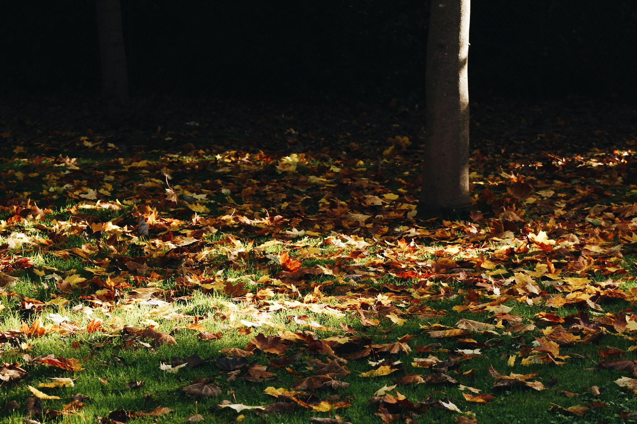 Canon EOS 550D (EOS Rebel T2i / EOS Kiss X4) sample photo. Sun light on leaves photography