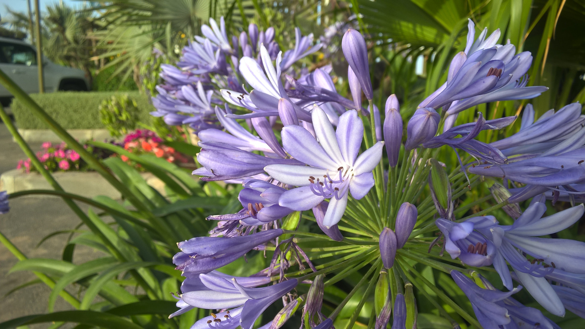 Nokia Lumia 830 sample photo. Flower photography