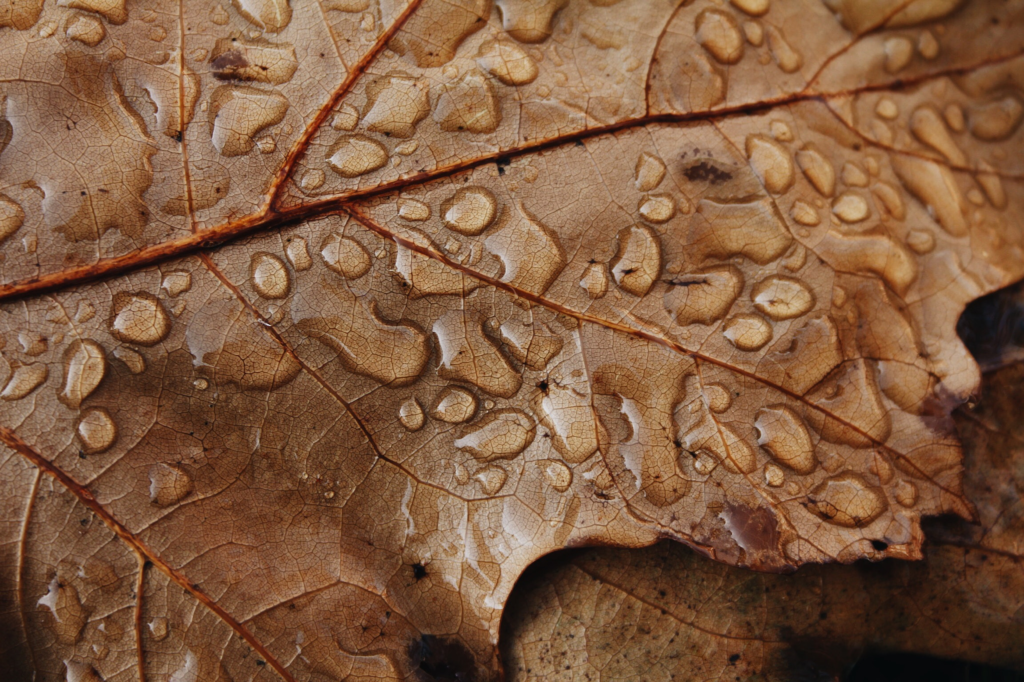 Canon EOS 550D (EOS Rebel T2i / EOS Kiss X4) + Canon EF-S 18-55mm F3.5-5.6 II sample photo. Close up of rain on leaf photography
