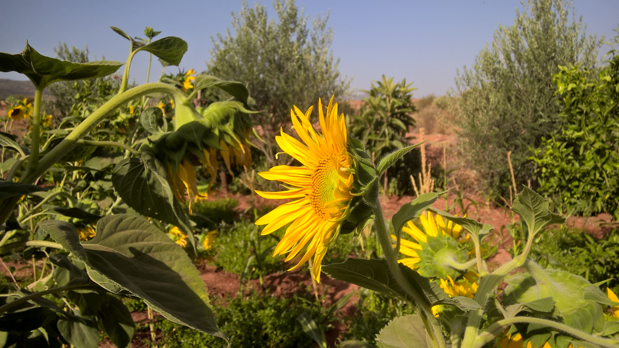 Nokia Lumia 830 sample photo. Tournesol photography
