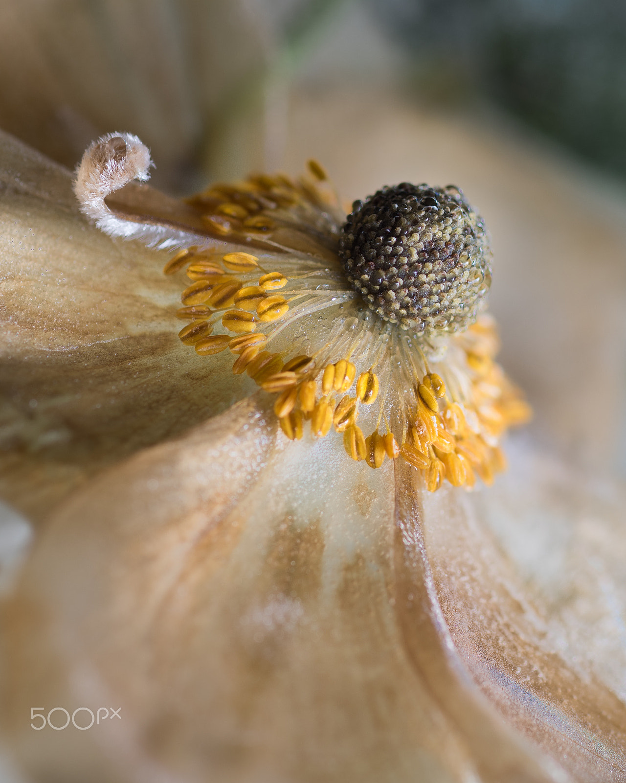 ZEISS Milvus 100mm F2 Macro sample photo. First frost photography