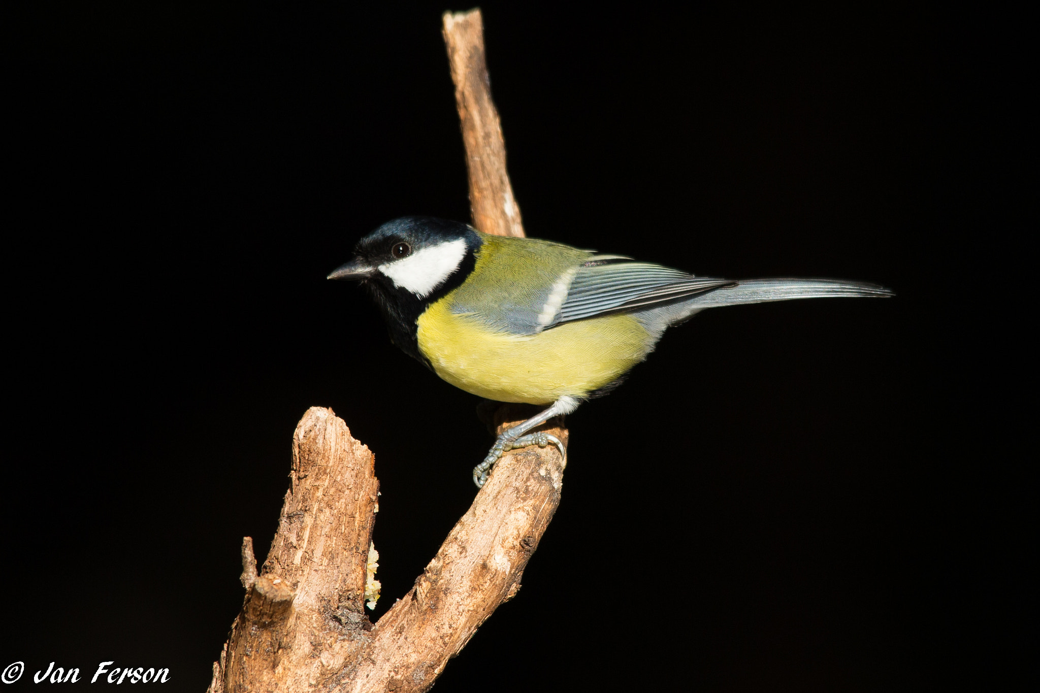 Sigma 150-500mm F5-6.3 DG OS HSM sample photo. Great tit photography