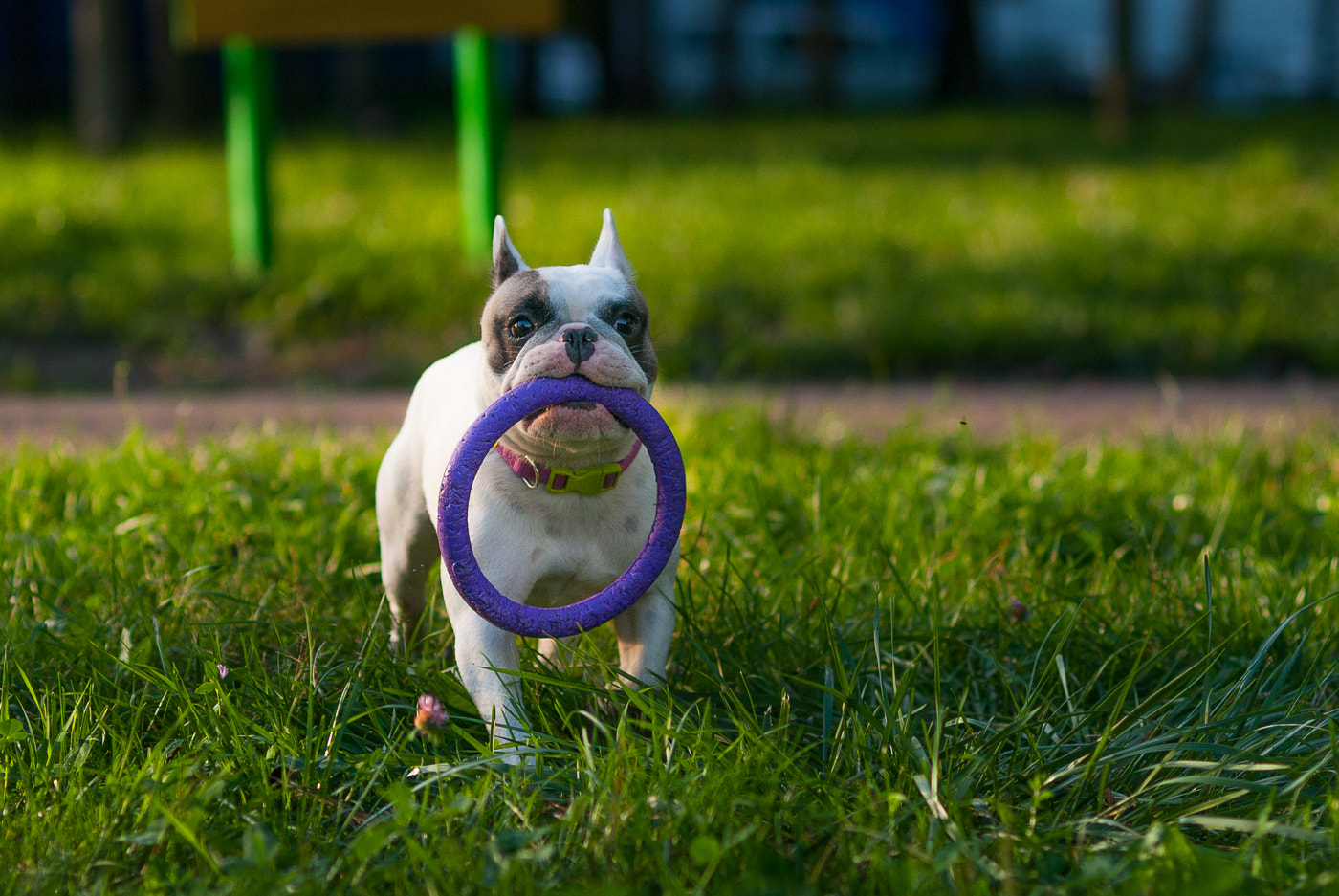 Nikon D80 sample photo. Lolli pop in park photography